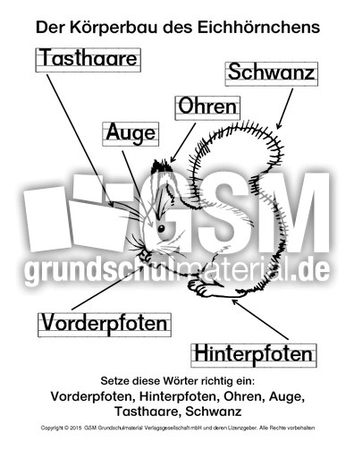 AB-Eichhörnchen-Der-Körperbau-Lösung-SW.pdf